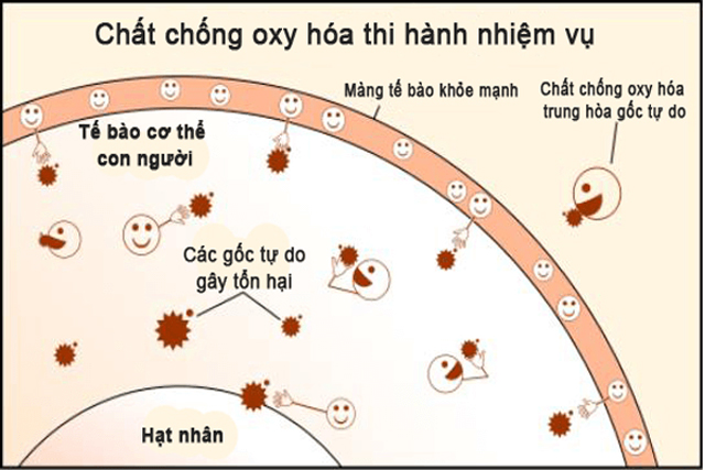 CHỐNG OXY HÓA 