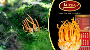 elipha