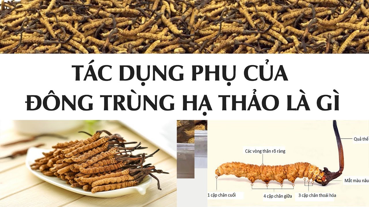 Tác dụng phụ của Đông Trùng Hạ Thảo 