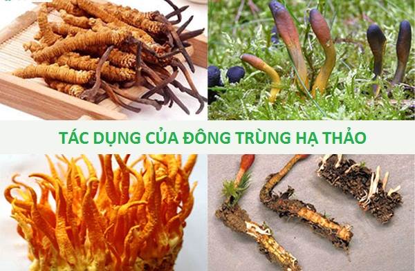 Đông Trùng Hạ Thảo