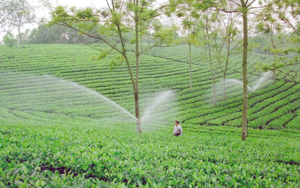 Vườn Trà được chăm sóc riêng theo phương pháp hữu cơ