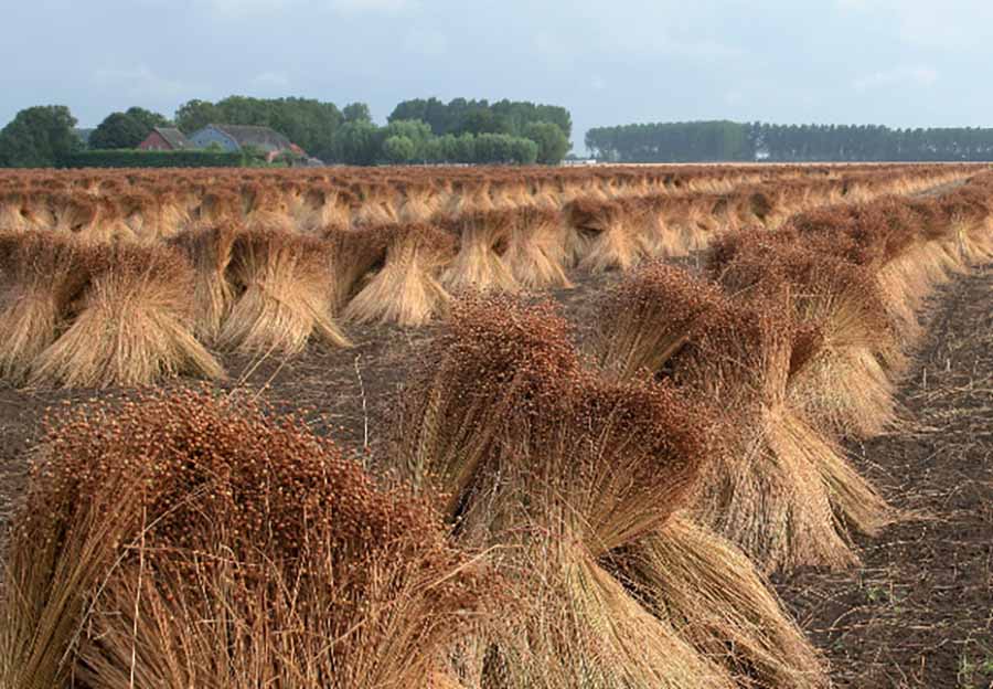 CÔNG NGHỆ MÀNG LOA FLAX CONE CỦA FOCAL: BƯỚC ĐỘT PHÁ TRONG ÂM THANH XE HƠI