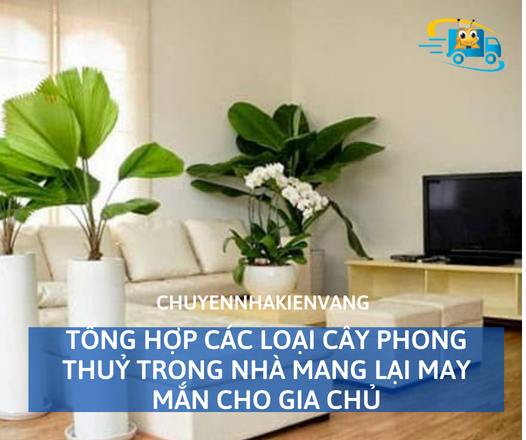 Tổng hợp các loại cây phong thuỷ trong nhà mang lại may mắn cho gia chủ