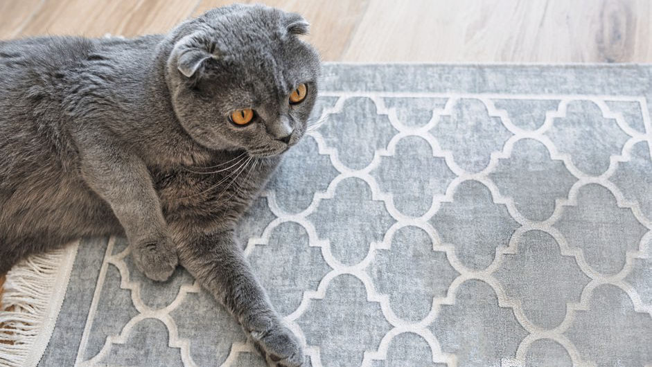 Phương pháp vệ sinh vết bẩn của thú cưng trên thảm