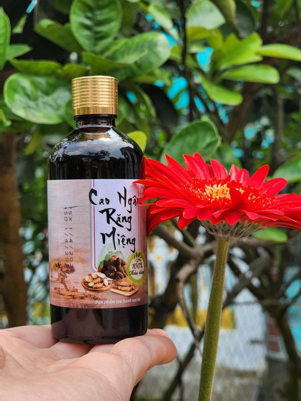 CAO NGẬM RĂNG LỢI - Giảm viêm lợi, hôi miệng,chảy máu chân răng