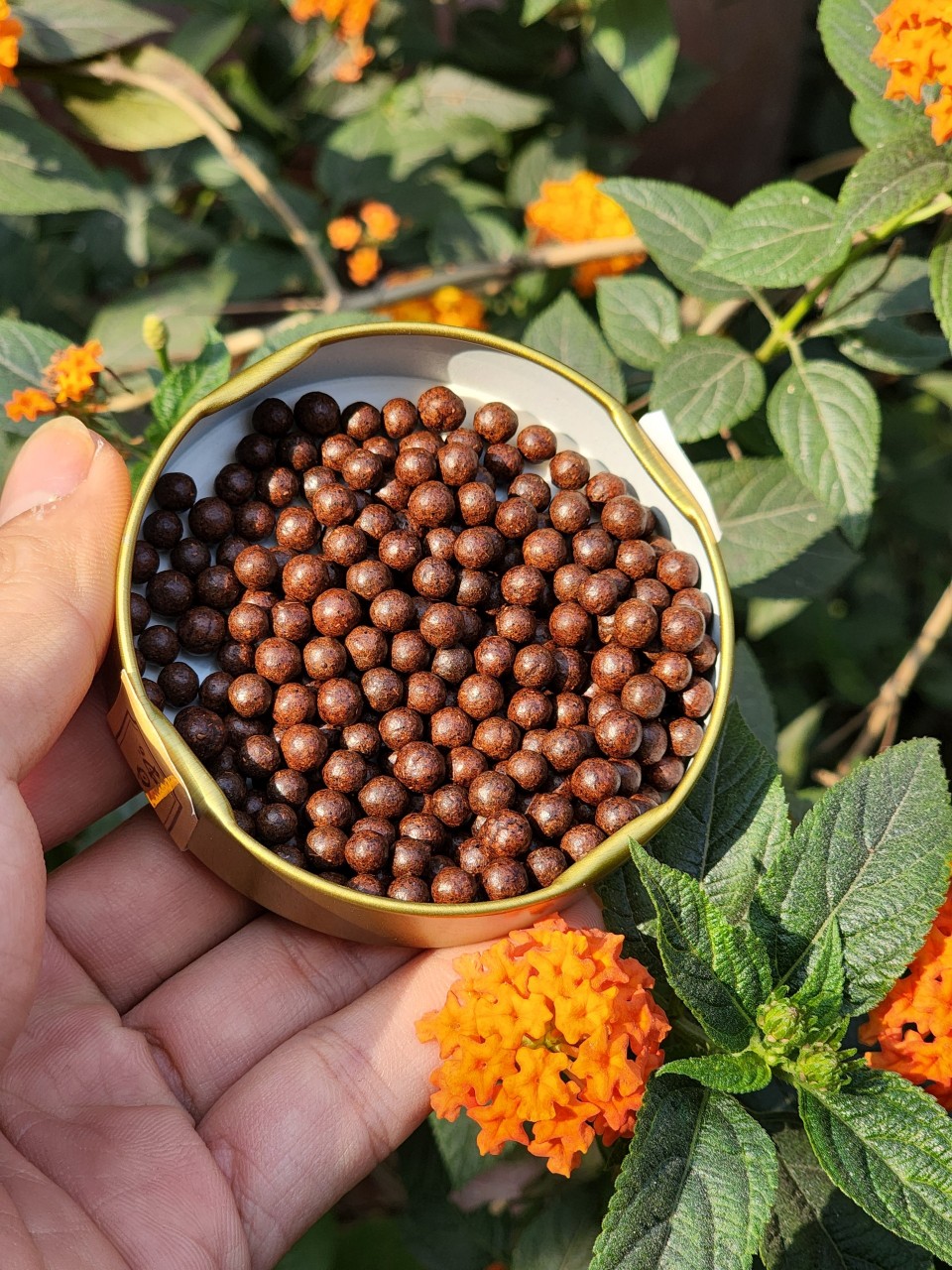 HÀ THỦ Ô ĐỎ - Tinh chế Đặc biệt