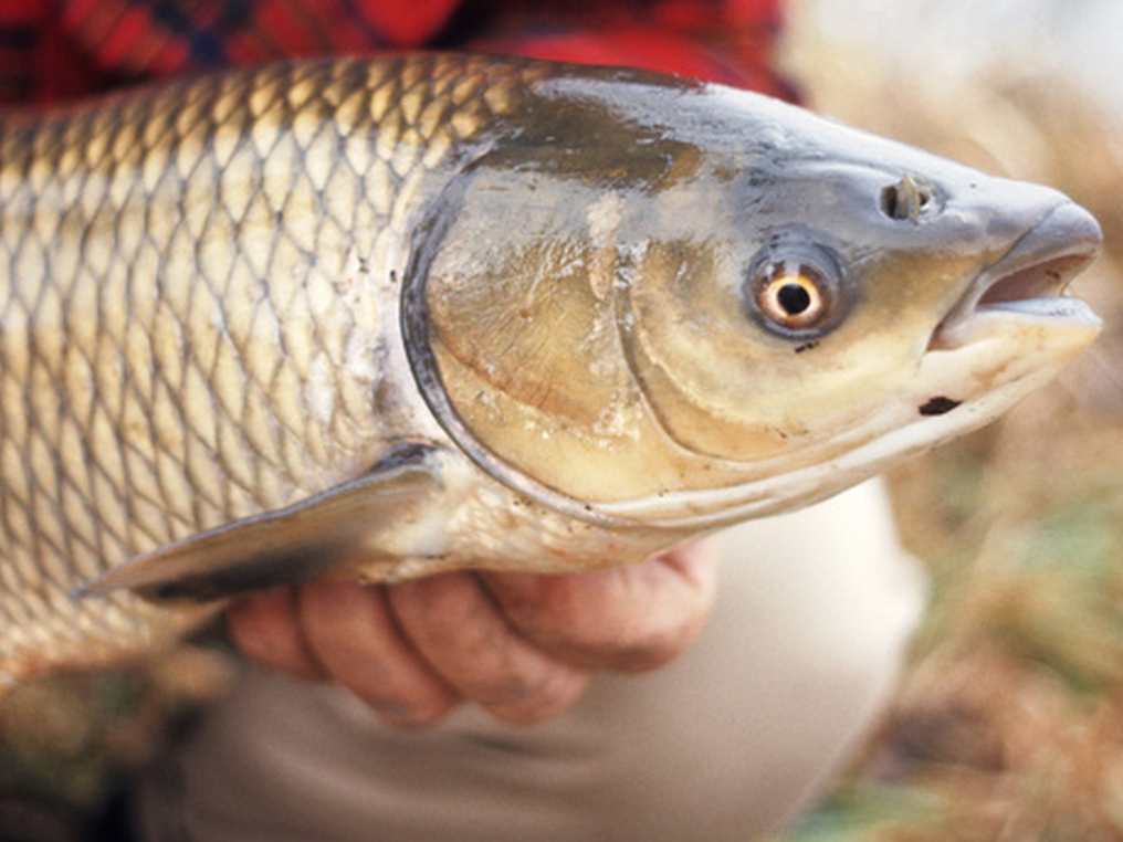 4 Điều Bạn Cần Biết Trước Khi Câu Cá Trắm Cỏ