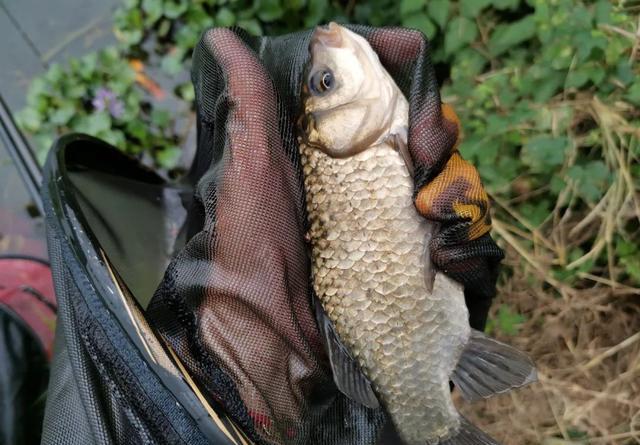 4 MẸO CÂU CÁ DIẾC VÀO MÙA ĐÔNG