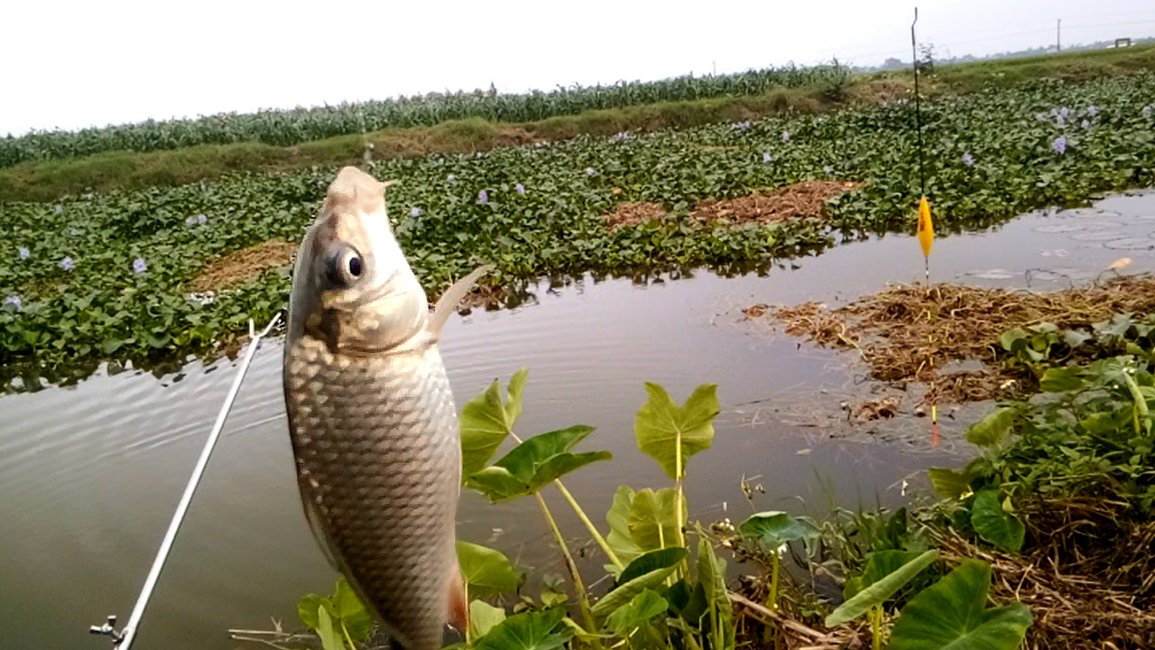 20 ĐIỀU CẦN BIẾT TRONG CÂU CÁ 