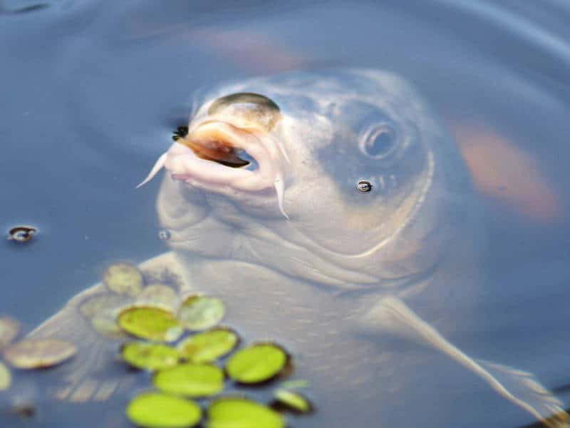 THEO DÕI THÓI QUEN KIẾM ĂN CỦA CÁ ĐỂ TÌM CÁ