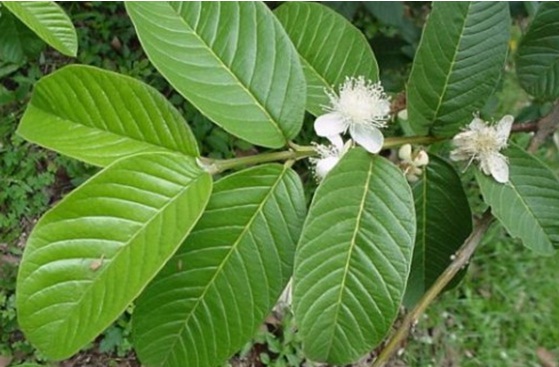 Trà Lá Ổi – Bí Quyết Sức Khỏe Từ Thiên Nhiên