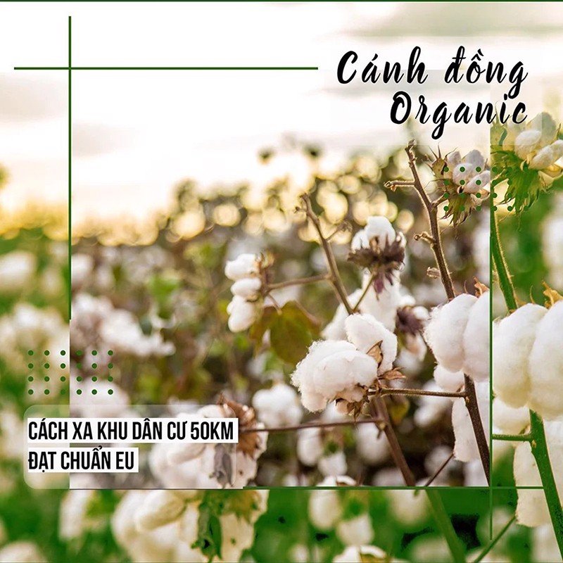 Bông Tẩy Trang 100% Cotton Ceiba Tree 140 Miếng