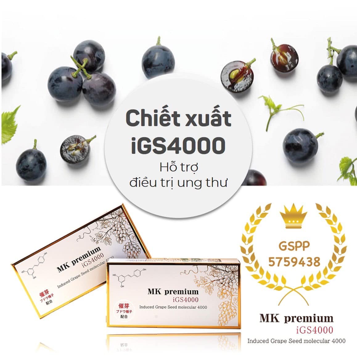 Vì sao viên uống chiết xuất từ mầm hạt nho MK Premium iGS4000 có hiệu quả cao trong phòng và điều trị u bướu ?