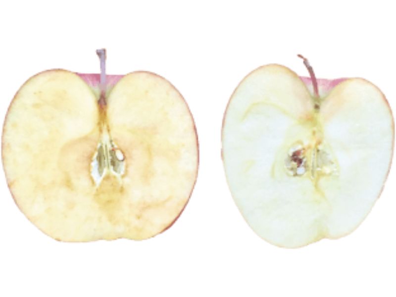 Chúng ta có thể làm chậm quá trình lão hóa được không ?