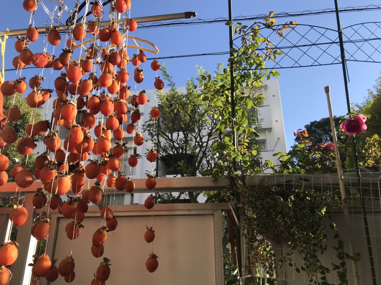 Hồng treo gió Nhật Bản - 干し柿