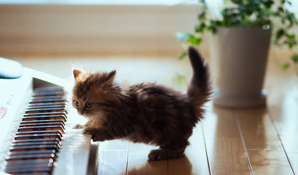 Cách tính tuổi mèo chính xác nhất