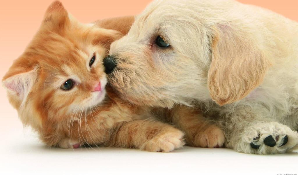 Huấn luyện chó mèo ngủ đúng chỗ hiệu quả nhất!