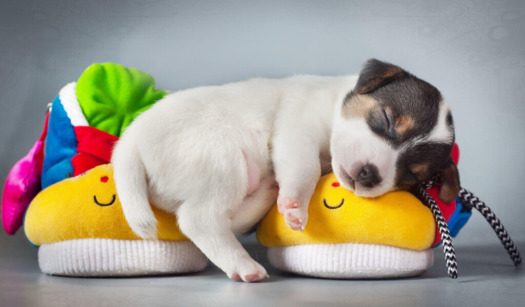 Pate cho chó - Giải pháp chuyên trị cho chó kén ăn