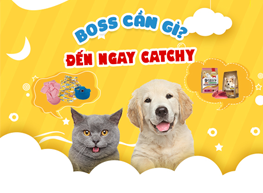 Banner_collection