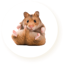 Dành cho Hamster