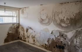Vì sao màng sơn bị mốc vào mùa nồm ẩm và cách khắc phục