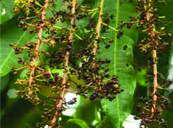   TÁC HẠI BÊNH THÁN THƯ TRÊN XOÀI