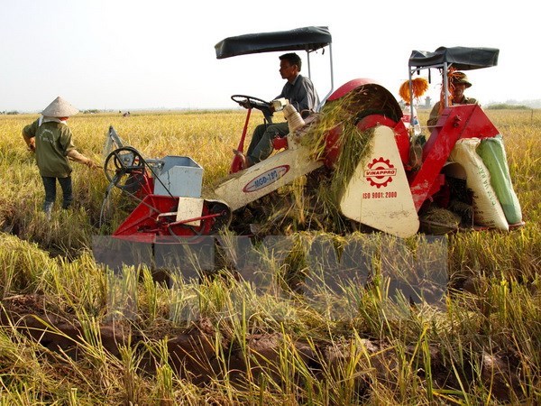 Thu hẹp tổn thất sau thu hoạch: Nhiều giải pháp tích cực