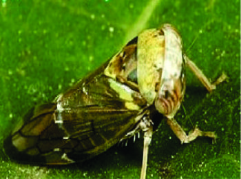 RẦY HẠI BÔNG XOÀI