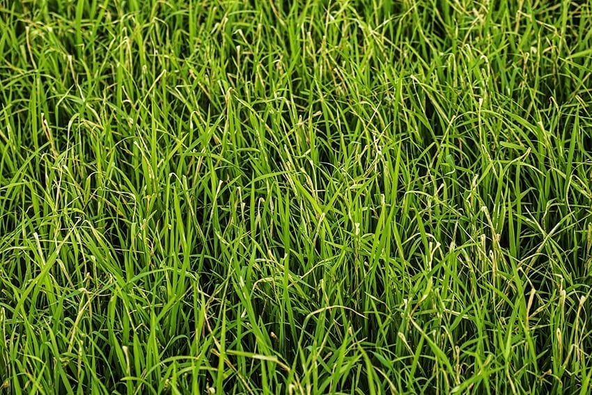 Sâu bệnh xuất hiện sớm trên lúa hè thu