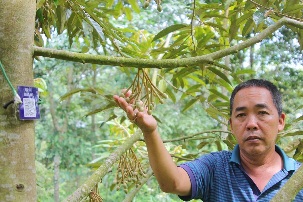 Dinh dưỡng đúng cho sầu riêng: Biết đất có gì mới cho cây 'ăn' hợp lý