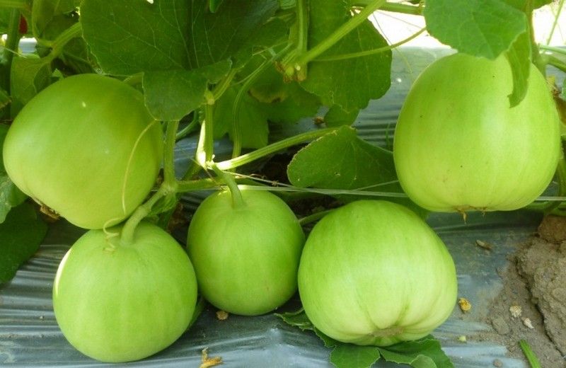 Trồng dưa hữu cơ, giá đắt nhưng lúc nào cũng 'cháy hàng