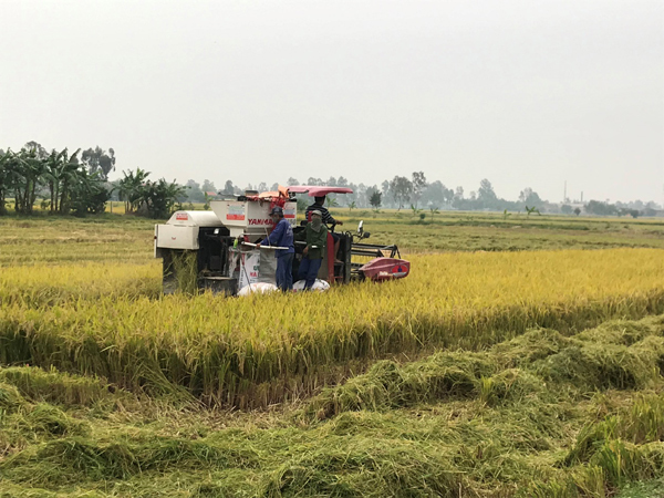 Gieo mạ, cấy lúa bằng máy để tăng năng suất, nâng thu nhập