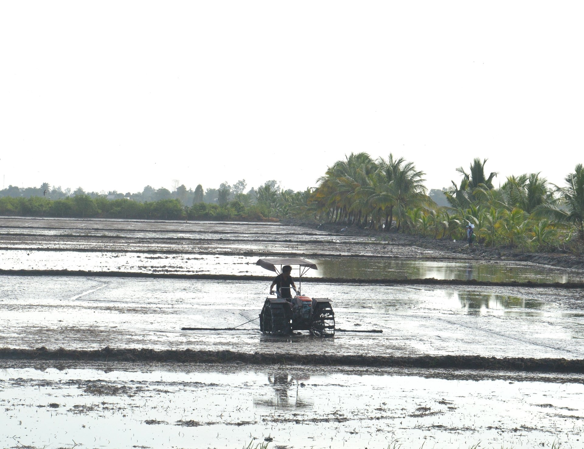 An Giang kỳ vọng lập kỷ lục trên 1,5 triệu tấn lúa vụ thu đông