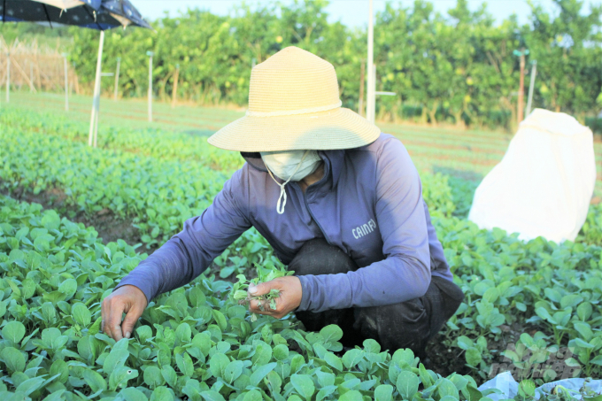 Tăng rau ăn lá, rau ngắn ngày