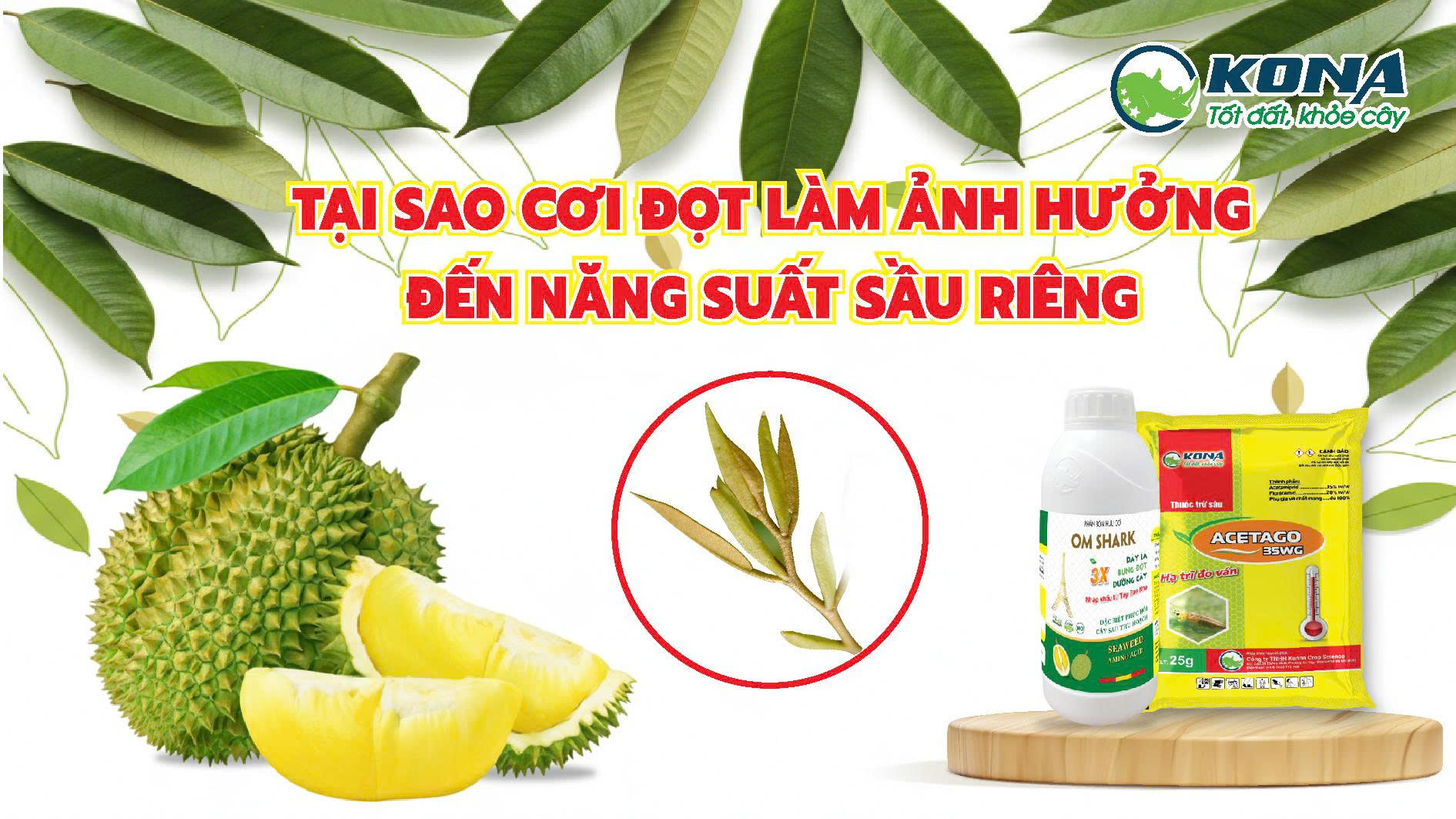 Tại sao cơi đọt ảnh hưởng đến năng suất sầu riêng?