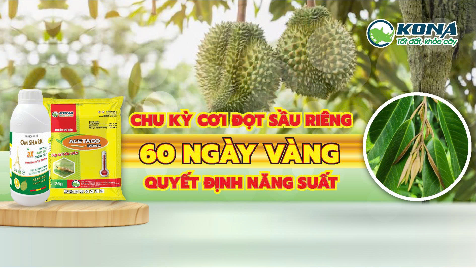 CHU KỲ 60 NGÀY VÀNG CHO CƠI ĐỌT SẦU RIÊNG