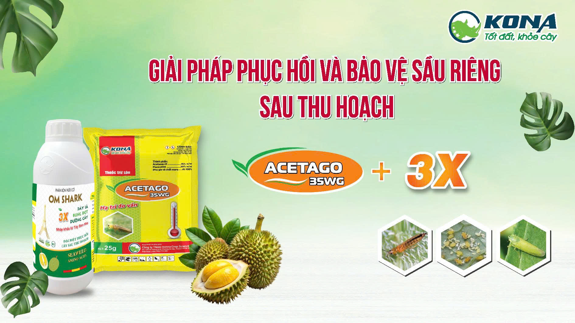 GIẢI PHÁP PHỤC HỒI VÀ BẢO VỆ CƠI ĐỌT CHO SẦU RIÊNG SAU THU HOẠCH