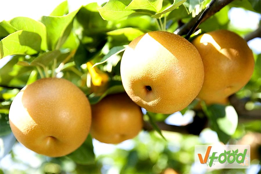 Lê nâu Hàn Quốc, loại trái cây có giá trị dinh dưỡng cao, dần trở thành món ăn quen thuộc trong mỗi gia đình Việt
