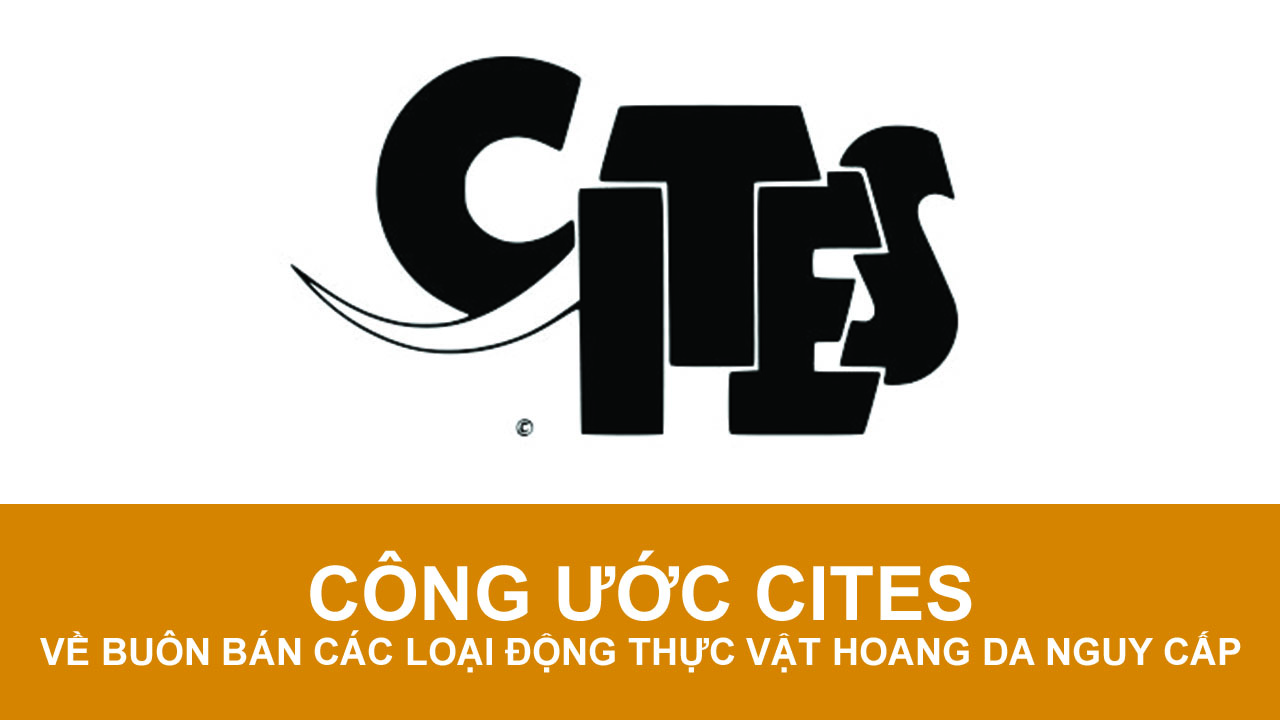 Bạn đã biết công ước CITES về buôn bán quốc tế các loài động, thực vật hoang dã nguy cấp? Bạn đã biết công ước CITES về buôn bán quốc tế các loài động, thực vật hoang dã nguy cấp?