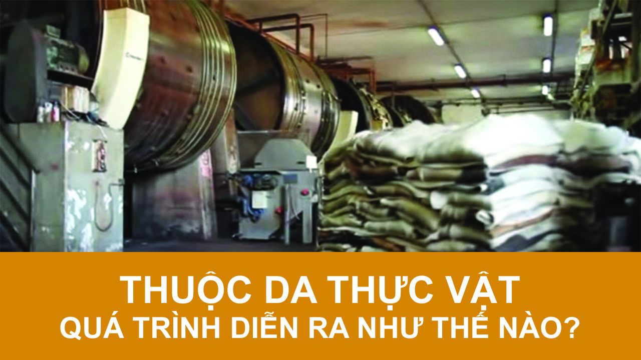 Quá trình thuộc da thực vật diễn ra như thế nào? Quá trình thuộc da thực vật diễn ra như thế nào?