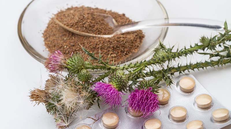 Tác dụng của cây kế sữa (milk thistle)