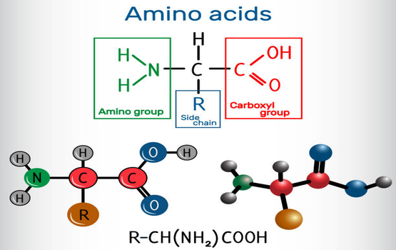 Cách sử dụng Amino Acids để có làn da căng mọng, mịn màng