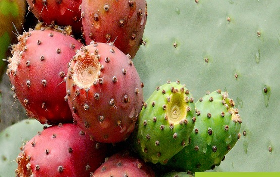 Dầu hạt xương rồng lê gai chứa hàm lượng vitamin E dồi dào