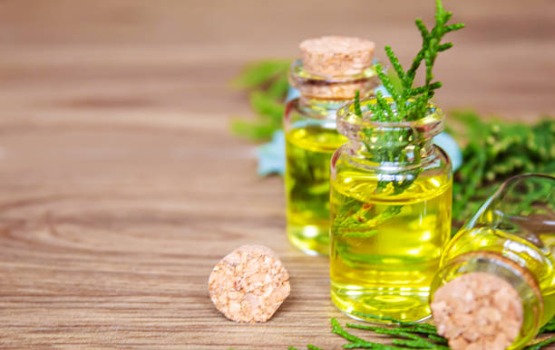 Dầu cây bách, loại dầu thần thánh mà có thể bạn đã bỏ lỡ