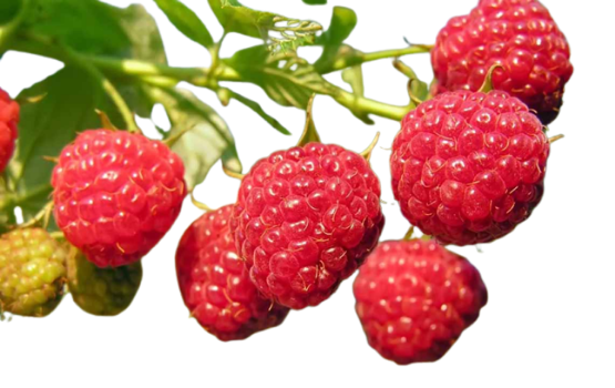Mâm xôi đỏ (Raspberry): Thành phần dinh dưỡng, lợi ích