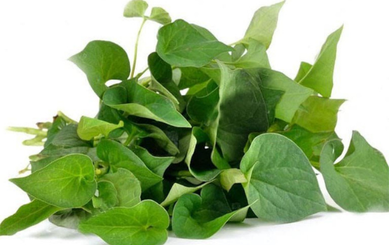 Diếp cá: Công dụng của rau diếp cá cho sức khoẻ