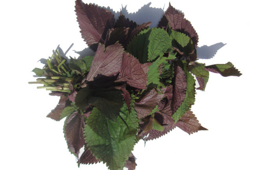 Tía tô (Arthrospira platensis): Và những công dụng cho sức khoẻ