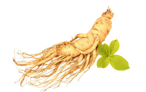 Nhân Sâm - Vị thuốc 