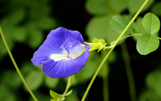 Hoa đậu biếc: Những tác dụng bất ngờ khi sử dụng