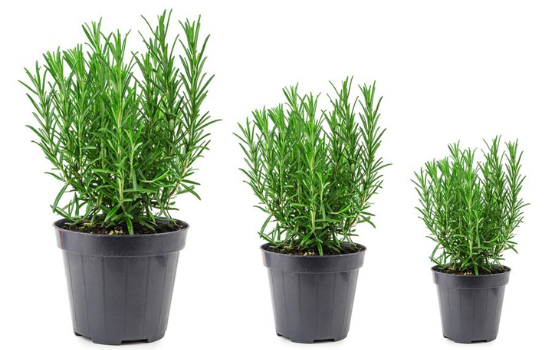 Dạ hương thảo (Rose Mary): Công dụng của dạ hương thảo